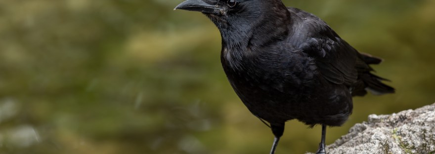 manuscrito cuervo libros por vivir