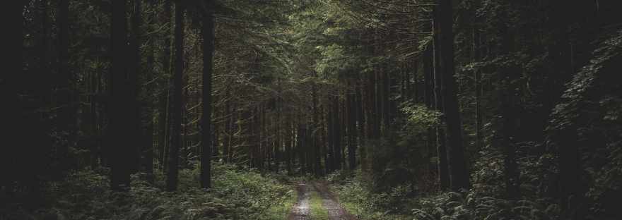 tiempo de druidas libros por vivir